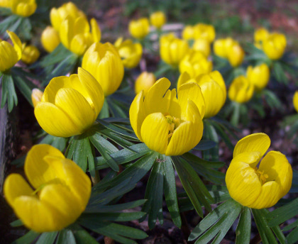 Eranthis x tubergenii 